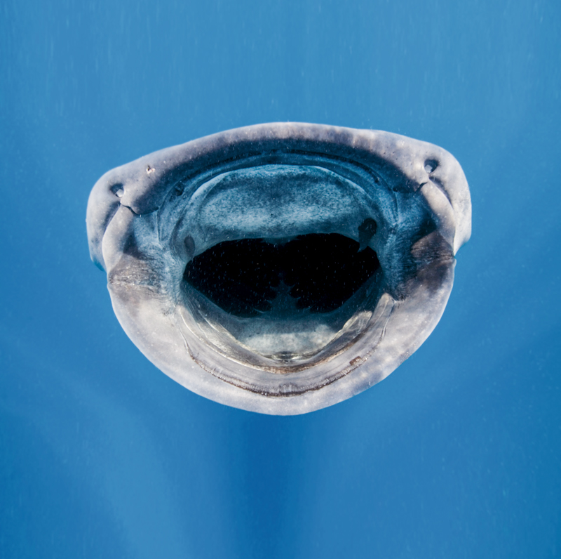 tiburon ballena boca