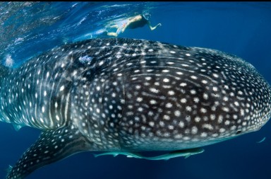 6 cosas que debes saber sobre el pez más grande del mundo