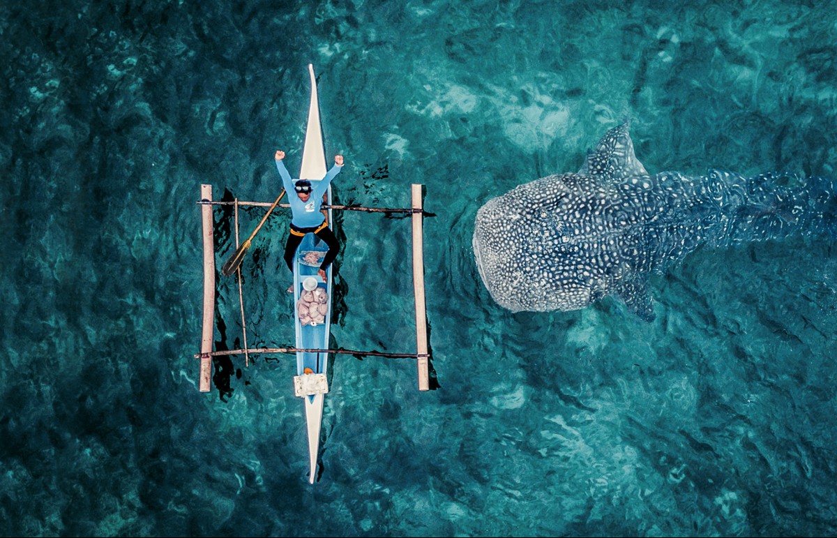 Nadar Con El Tiburon Ballena Un Riesgo Para La Especie