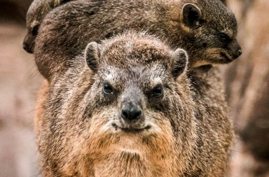 Ahí donde los ve, son parientes del elefante