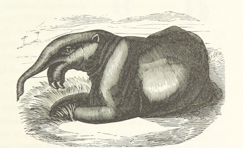 animales prehistorios deinoteiro