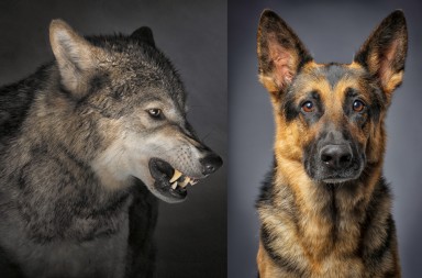 Y el lobo se convirtió en…  perro