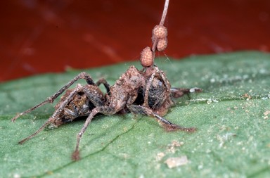 Las hormigas zombis y otros muertos vivientes