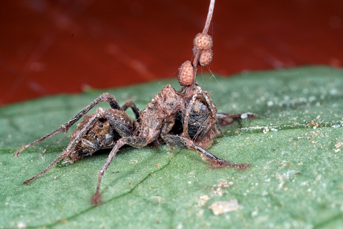 parásito del insecto de agua