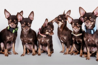 Ojo, no congele al perro