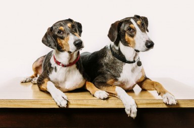 Sí, podemos clonar ya a nuestra mascota