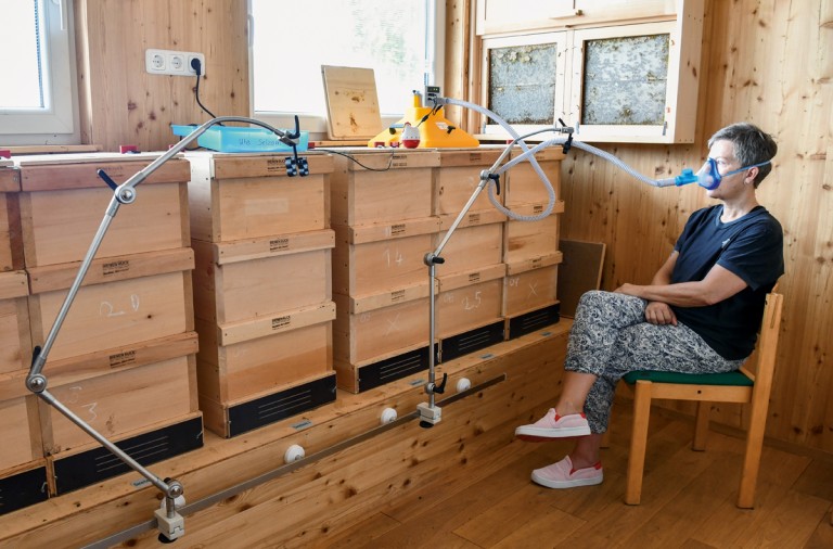 Abejas para curar el asma Abejas para curar el asma