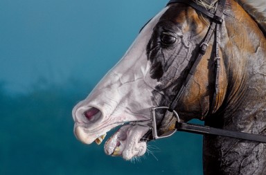 El caballo, este animal transformó el mundo