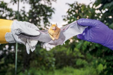 Las 10 principales enfermedades que nos contagian los animales