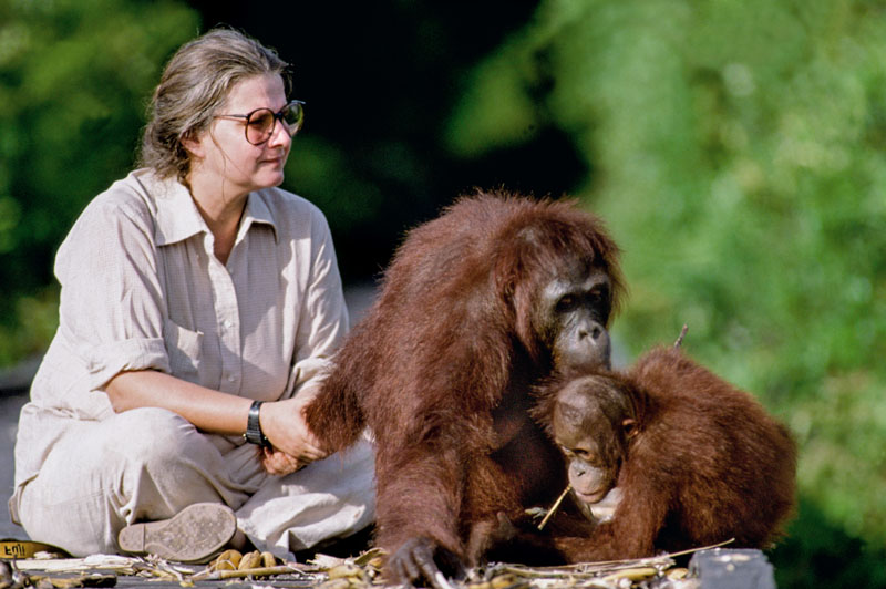 dian fossey jane goodall birute galdikas