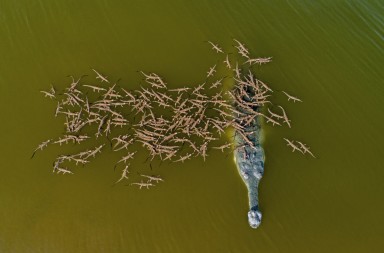 De sus cien hijos solo sobrevivirá uno