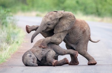 Están aprendiendo a sobrevivir