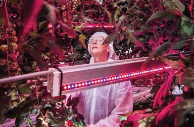 Holanda, el nuevo ‘granero del mundo’