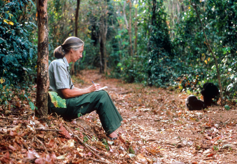 jane goodall (2)