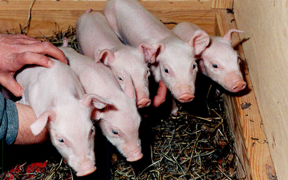Imagen de los cerdos Millie, Christa, Alexis, Carrel y Dotcom