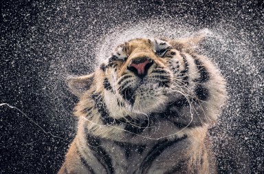 Los animales más cerca que nunca