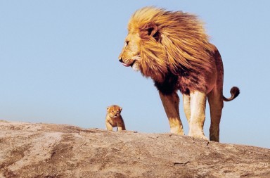 El final del rey león