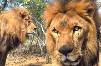 La potencia sexual en China pone en peligro a los leones