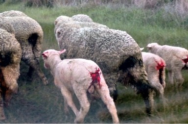 El grito de los corderos