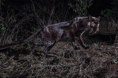 La pantera que ‘posó’