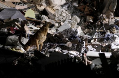 ¿Por qué los animales presienten las catástrofes y nosotros no?