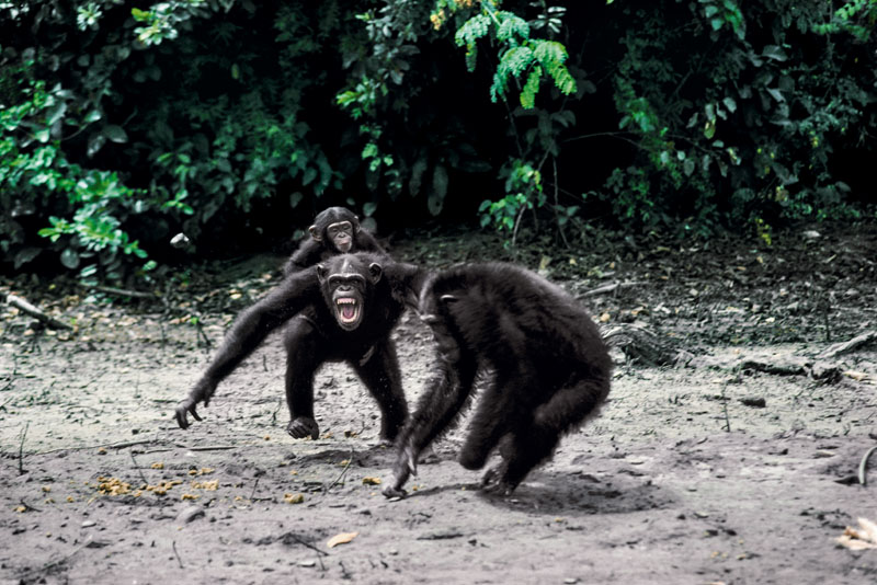 antropologia evolucion ser humano, homo sapiens