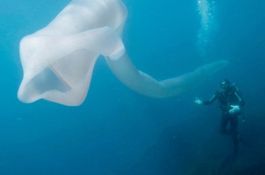 Esta ‘tubería’ blanda vive, reluce y se clona a sí misma