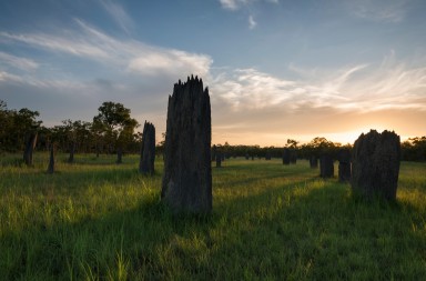 Las ingeniosas casas de los animales
