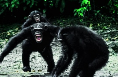 Richard Wrangham: «La bondad del ser humano se la debemos al asesinato»