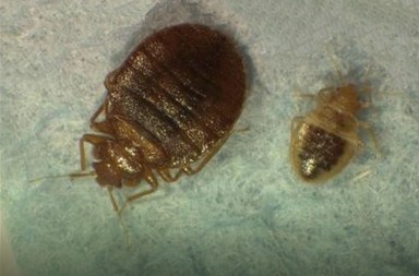 Chinche, la reina de la noche