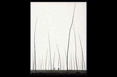 La línea más bella de la fotografía