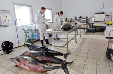 Autopsia de una masacre