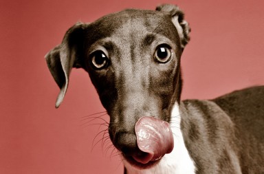 El galgo, un tipo genial