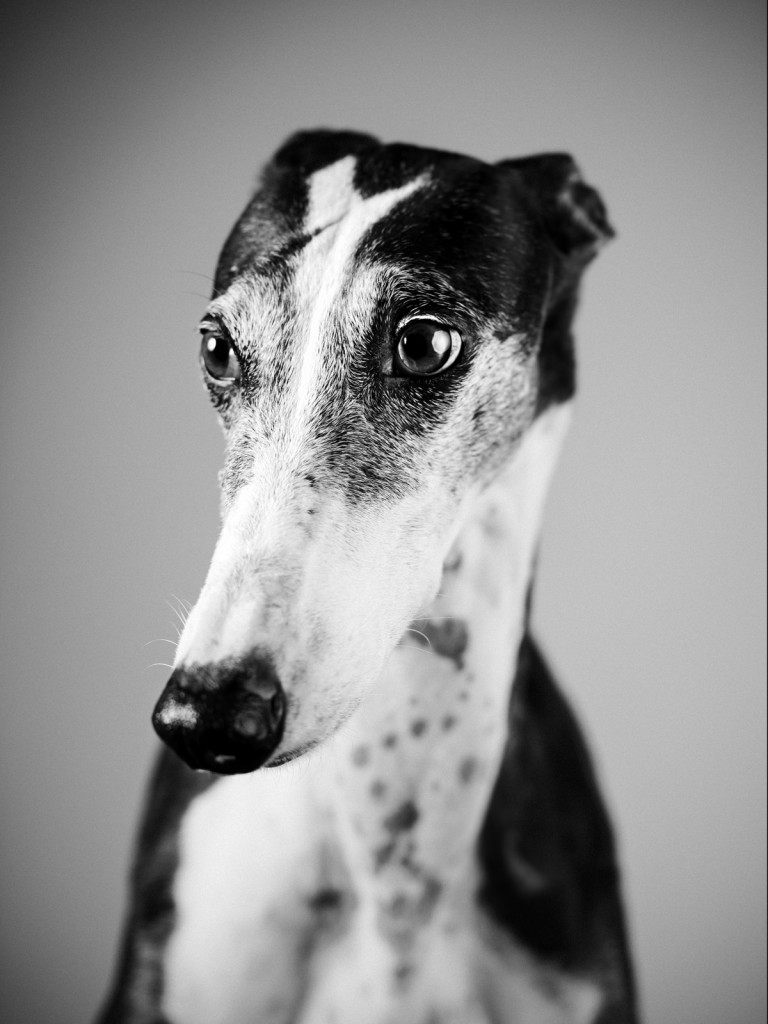 Black and white greyhound portrait.