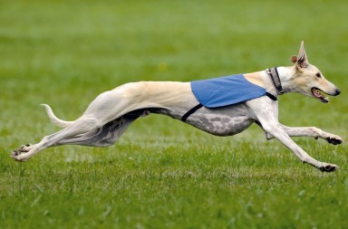 Así funciona un galgo