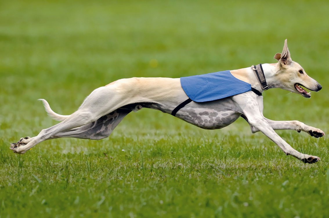 Carrera de perro galgo
