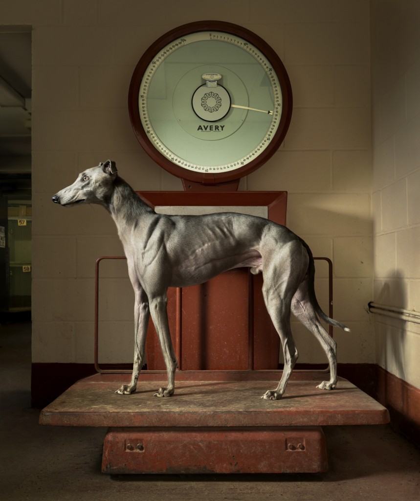 galgos perro caza abandono