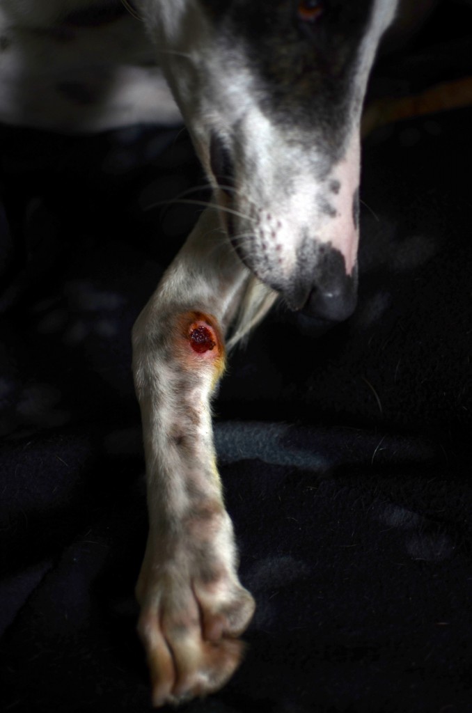 Hounding Misery: The Misfortune of being a Spanish Greyhound