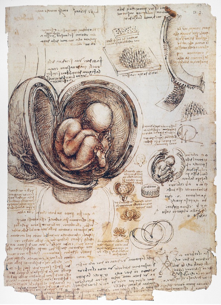 leonardo da Vinci dibujos anatomia