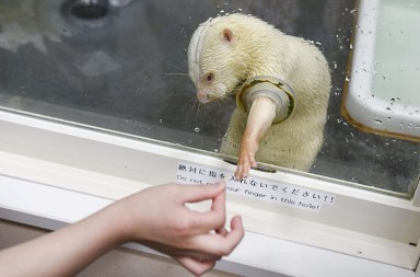 La pesadilla de las nutrias