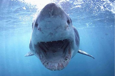 ¡Los tiburones son increíbles!