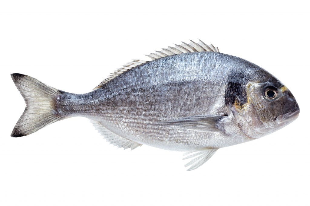 Dorada