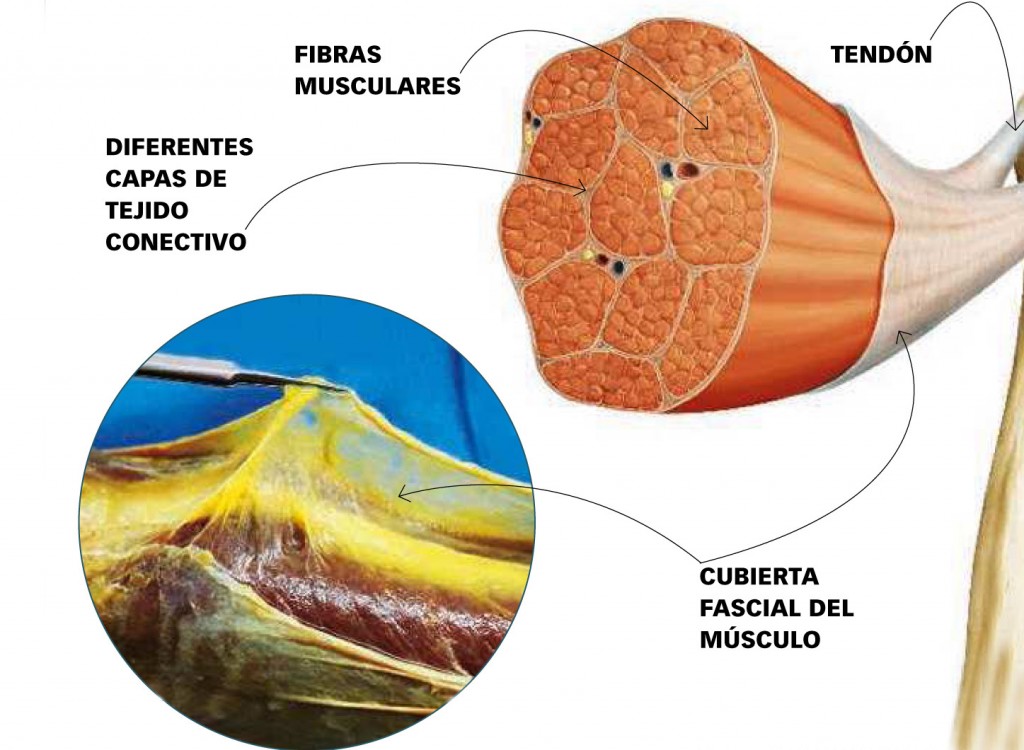 Fascia, la causa secreta del dolor crónico de espalda 1