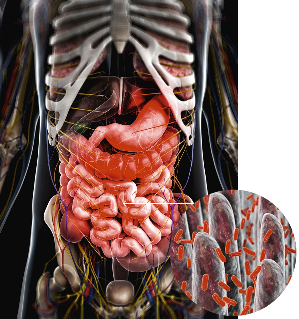 intestino -MICROBIOTA