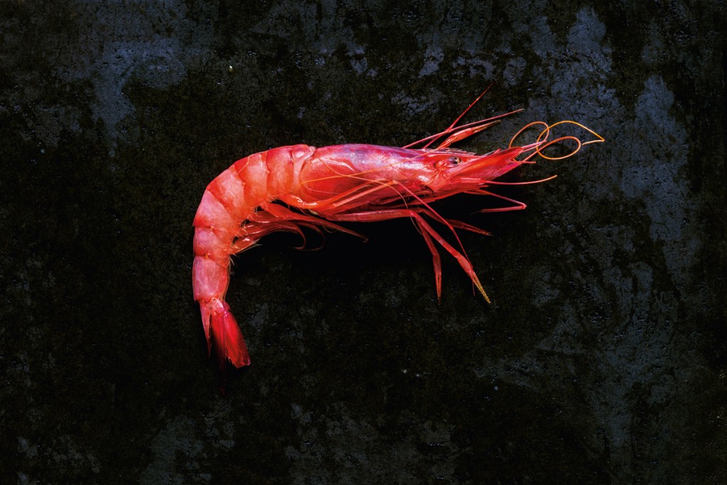 langostino
