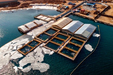 Rusia, la cárcel de los cetáceos