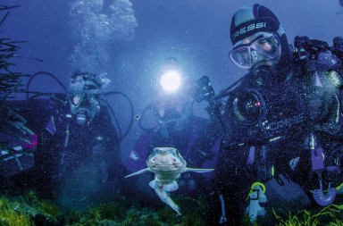 Tiburones: salvemos a sus bebés
