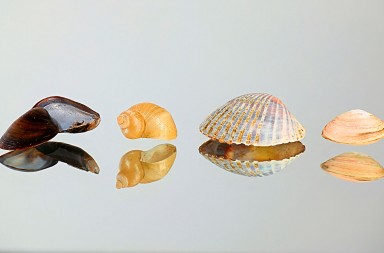 Conchas, quién es quién a la orilla del mar