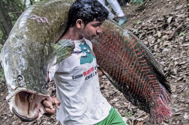 El extraño pez gigante que se ahoga en el agua