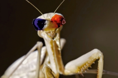 Un experimento con gafas 3d para las mantis religiosas
